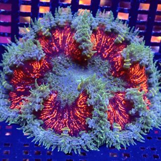 WYSIWYG Ultra Grade Rock Flower Anemone 3