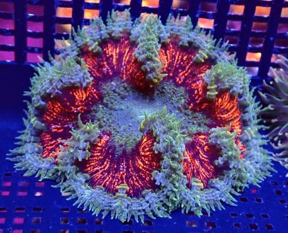 WYSIWYG Ultra Grade Rock Flower Anemone 3
