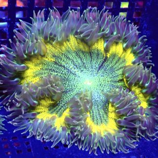 WYSIWYG Ultra Grade Rock Flower Anemone 1