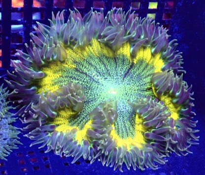 WYSIWYG Ultra Grade Rock Flower Anemone 1
