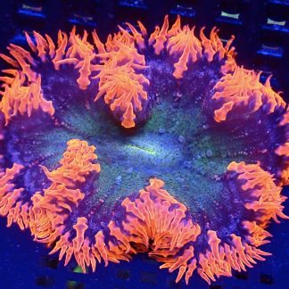 WYSIWYG Ultra Grade Rock Flower Anemone 5