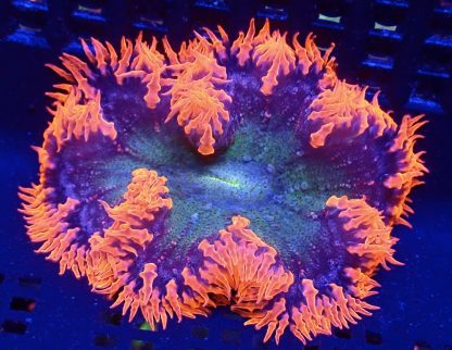 WYSIWYG Ultra Grade Rock Flower Anemone 5