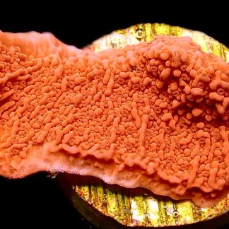 WYSIWYG 11E Orange Plating Montipora Frag