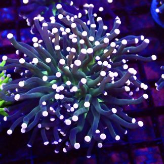 Pink Tipped / Lime Based Torch Euphyllia Chunky Double Head