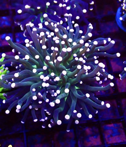 Malaysian Miami Torch Euphyllia Chunky Double Head