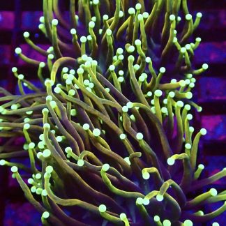 Gold / Purple Torch Euphyllia Single Head