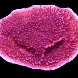 WYSIWYG 20D Purple Plating Montipora Extra Large