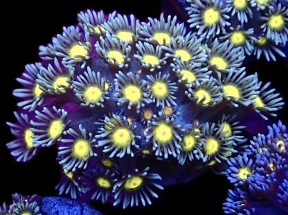 Caribbean Sunrise Goniopora Frag (20+ Polyps) - Image 2