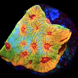 WYSIWYG 17C Fascination Favia Frag