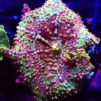 WYSIWYG Rainbow Mushroom B3