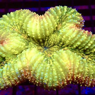 WYSIWYG Ultra Yellow / Red Symphyllia Colony 1