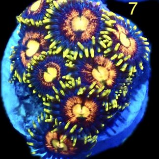 WYSIWYG Zoanthid Frag M7