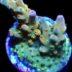 WYSIWYG 10E Midnight Beacon Acropora Frag