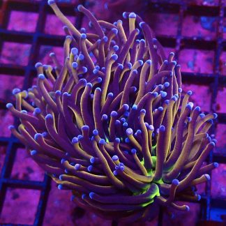 WYSIWYG T2 N.Y. Knicks Torch Euphyllia Double Head