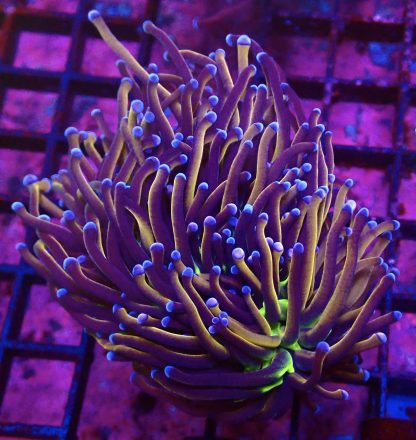 WYSIWYG T2 N.Y. Knicks Torch Euphyllia Double Head