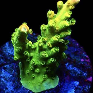 WYSIWYG 16F Rainbow Loom Acropora