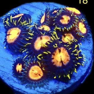 WYSIWYG Zoanthid Frag M18
