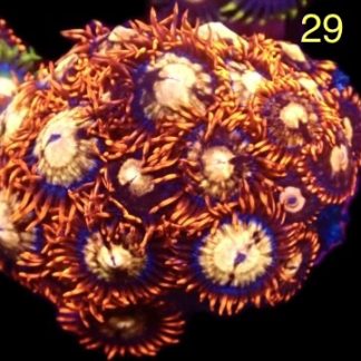 WYSIWYG Zoanthid Frag M29