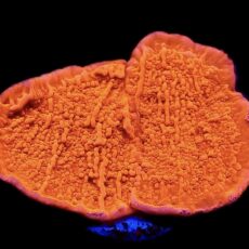 WYSIWYG 16A Orange Plating Montipora Frag