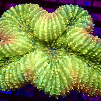 WYSIWYG Ultra Yellow / Red Symphyllia Colony 1