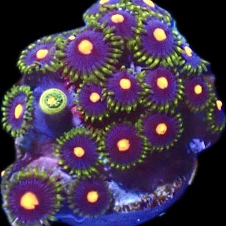 WYSIWYG  Zoanthid Frag P10
