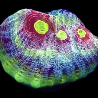 WYSIWYG T1 Raspberry Ripple Chalice Frag