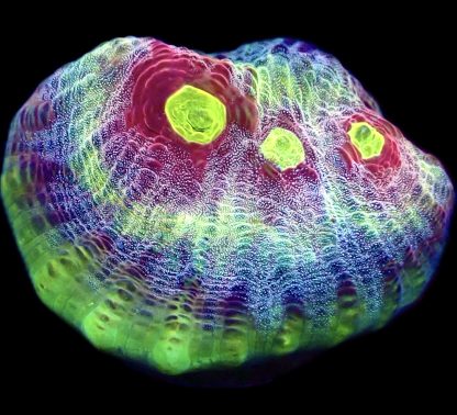 WYSIWYG T1 Raspberry Ripple Chalice Frag