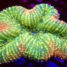 WYSIWYG Ultra Yellow / Red Symphyllia Colony 1