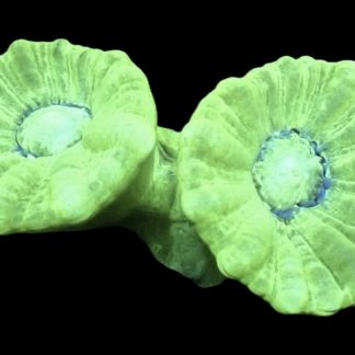 WYSIWYG 30D Mint Candy Cane