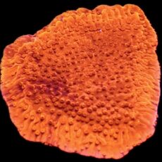 WYSIWYG 22A Orange Plating Montipora Frag