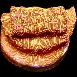 WYSIWYG 11A Jack O' Lantern Leptoseris Frag