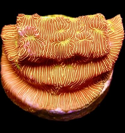 WYSIWYG 11A Jack O' Lantern Leptoseris Frag