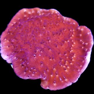 WYSIWYG 15K Purple Plating Montipora