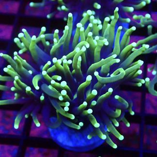 Indo Green Goblin Euphyllia Single Head