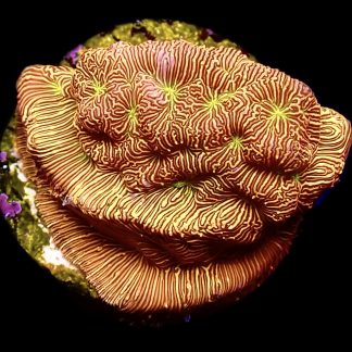 WYSIWYG 13K Jack O' Lantern Leptoseris Frag