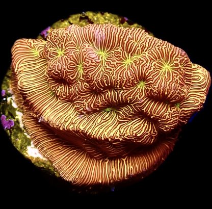 WYSIWYG 13K Jack O' Lantern Leptoseris Frag