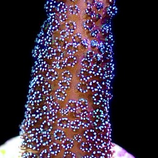 WYSIWYG 15J Purple Stylophora Milka