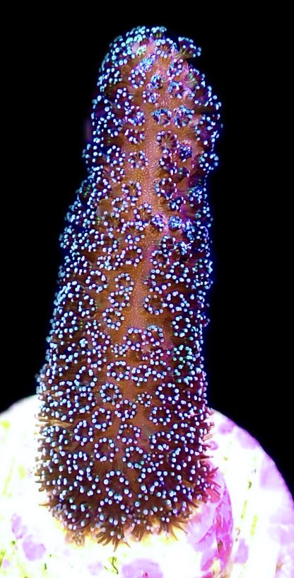 WYSIWYG 15J Purple Stylophora Milka