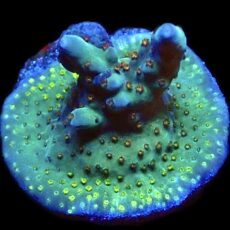 WYSIWYG 18G Midnight Beacon Acropora Frag