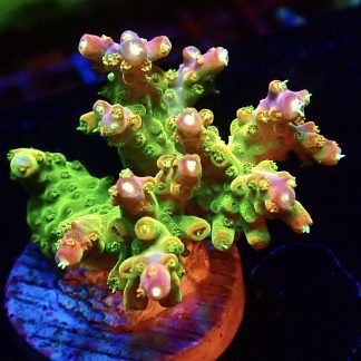 WYSIWYG 22H Rainbow Loom Acropora Ultra Colour Large Frag