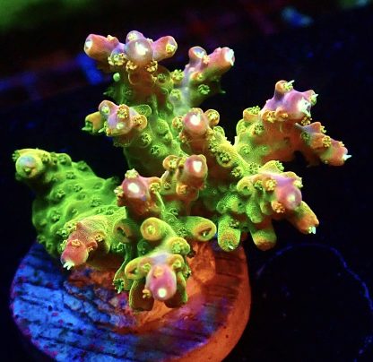 WYSIWYG 22H Rainbow Loom Acropora Ultra Colour Large Frag