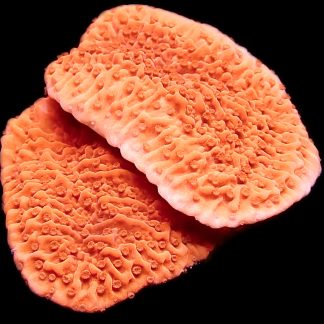 WYSIWYG 12E Orange Plating Montipora Double Tier Frag