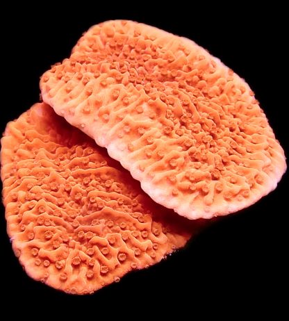 WYSIWYG 12E Orange Plating Montipora Double Tier Frag