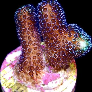 WYSIWYG 23E Purple Stylophora Milka