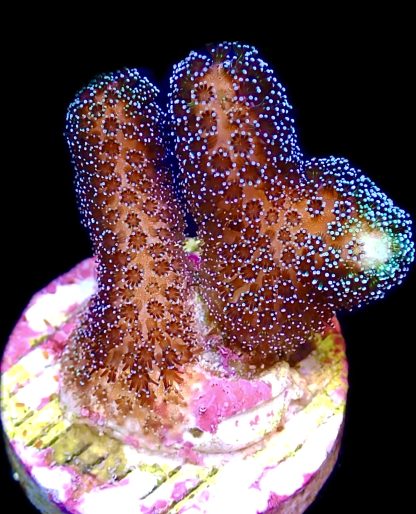 WYSIWYG 23E Purple Stylophora Milka