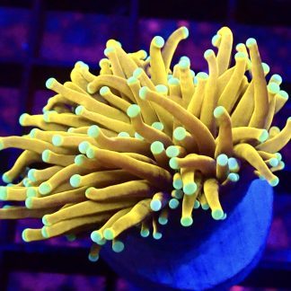 Indo Gold Torch Euphyllia Single Head