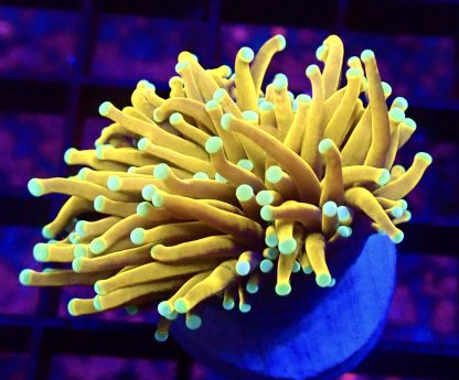 Indo Gold Torch Euphyllia Single Head