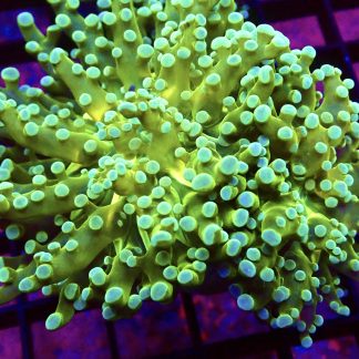 WYSIWYG T4 Atomic Frogspawn Double