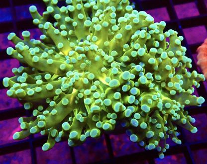 WYSIWYG T4 Atomic Frogspawn Double