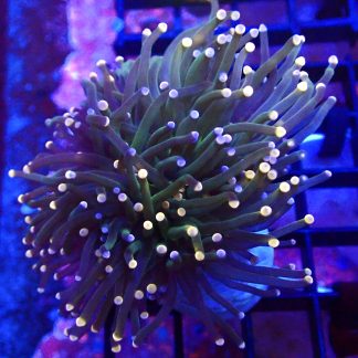 WYSIWYG T1 Rainbow Tip Fluorescent Torch Euphyllia